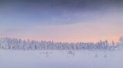 Snow-covered forest and trail beneath a pale pink winter sky